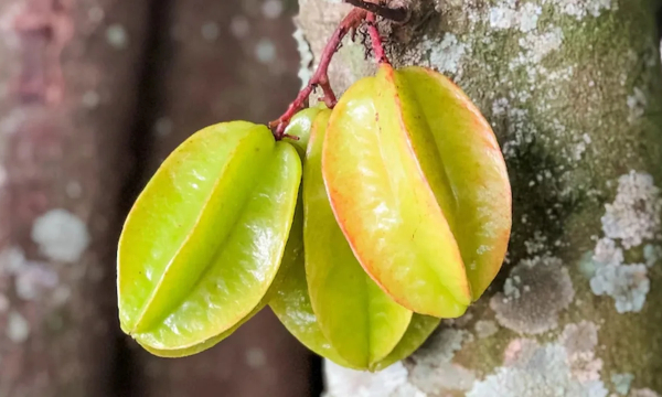 6 самых смертельно опасных плодов мира — некоторые продаются в соседнем магазине